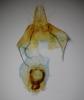 Nycteola siculana